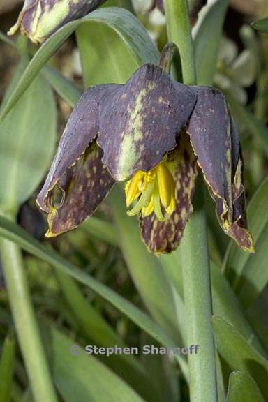 fritillaria affinis 3 graphic